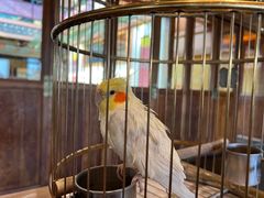 -那家小馆•北京菜•烤鸭(香山店)