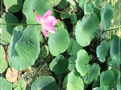 -天津东丽湖风景区