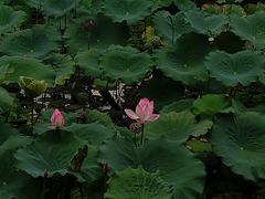 -荔湾湖公园