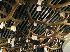 -北京麋鹿生态实验中心