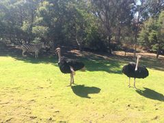 -威勒比开放式动物园