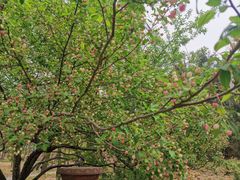 -元大都城垣遗址公园