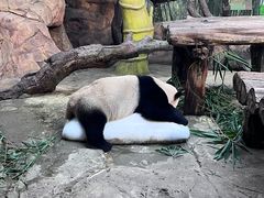 -广州长隆野生动物世界