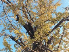 -上海佘山国家森林公园天马山园