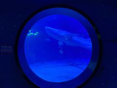 -烟台海昌鲸鲨海洋公园