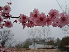-石塘人家