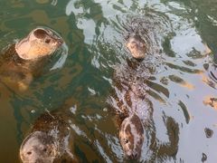 -华夏文旅海洋公园