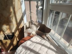 -宠爱国际动物医院· 猫科· 外科·中兽医(长白店)