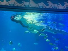 -烟台海昌鲸鲨海洋公园