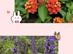 -杭州湾海上花田景区