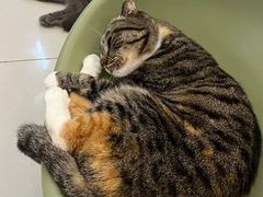 -平行世界·猫咖(首经贸店)