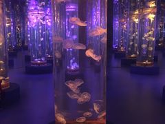 -梦幻海洋王国(吾悦广场张家港店)