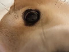 -翊宠yipet猫狗购宠庄园犬舍•猫舍