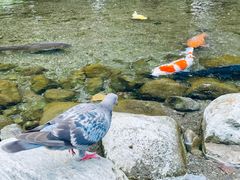 -水前寺成趣园