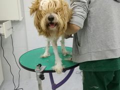 -欧奕国际动物医院