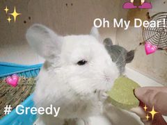 -瑞派·关忠动物医院·异宠专科·犬猫肿瘤·皮肤专科(望京店)