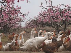 -樂桃源奉贤黄桃种植采摘基地
