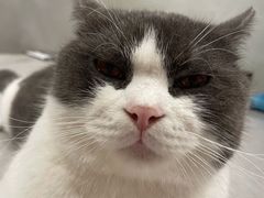 -猫儿山۰猫主题餐厅