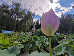 -莲花池公园
