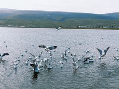 -青海湖国家重点风景名胜区