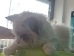 -乐琪宠物医院·犬猫专科·骨外科·急重症