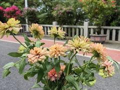 -仙岳公园