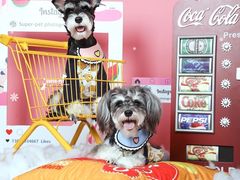 -超宠爱宠物摄影-Super pet