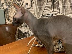 -猫小院猫主题餐厅(三里屯店)