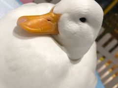 -RU DUCK柯尔鸭公社·撸鸭俱乐部·羊驼·小香猪