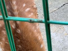 -武陵山森林公园