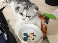 -Bastet sally猫舍购宠(静安店)