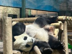 -栾川竹海野生动物园