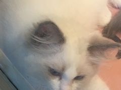 -1013 PET SHOP 宠物商店(近铁城市广场店)