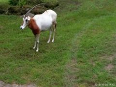 -奥兰多迪士尼动物王国乐园