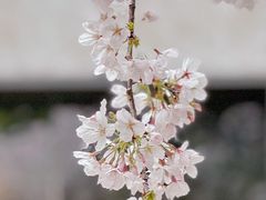 -玛格萝妮比萨屋(四平店)