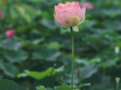 -荷塘月色湿地公园·向阳花洲