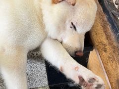 -喜柴咖啡·柴犬狗咖