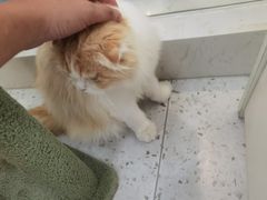 -喵园·猫主题咖啡厅·撸猫·猫咖(国贸店)