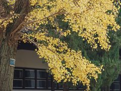 -苏州文庙(姑苏区)