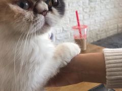 -平行世界·猫咖(首经贸店)