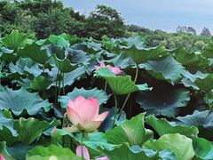 -白鹭湾湿地公园