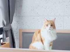 -喵园·猫主题咖啡厅·撸猫·猫咖(国贸店)