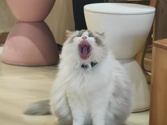 -藏猫猫咖啡主题馆(中央大道店)