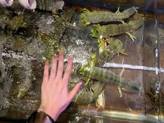 炭烧九节虾-辉记炭烧海鲜大排档·老字号(福田店)