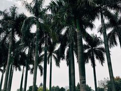 -顺峰山公园