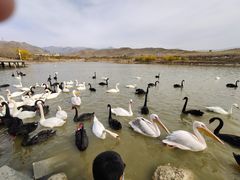 -新疆天山野生动物园