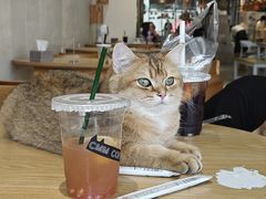 -藏猫猫咖啡主题馆(中央大道店)