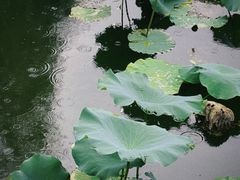 -水绘园