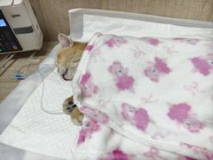 -北京观赏动物医院·24小时大型综合·猫专科·异宠专科