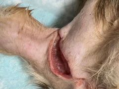-贝利宠物医院·骨科·眼科·肿瘤转诊中心(南坪诊疗中心)